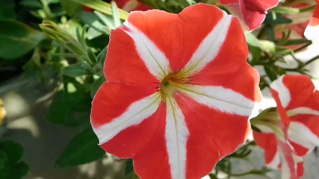 Red Flowers/Breathtaking Colors of Nature in 4K/UHD!/Flowers #27/Timelapse/Video Footage смотреть онлайн