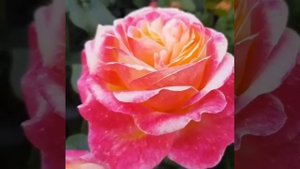 роза Восточный Экспресс 2021г посадка