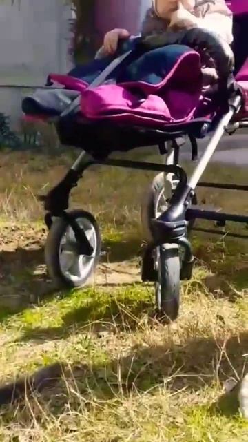 ну вот и наши любимые питомцы - пикник во дворе 😉 #кот#попугай#babygirl #shorts #пикник#baku смотреть онлайн