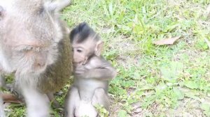 Why,Timo like eat kind this,or mommy monkey Tima don't heave milk,poor baby monkey,