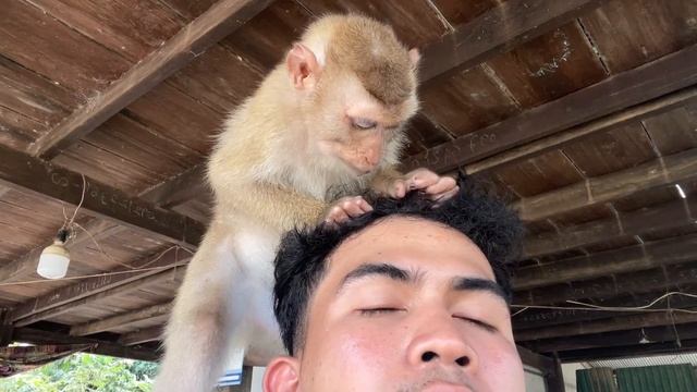 Smart Monkey Zueii Really Love Grooming My Beard смотреть онлайн