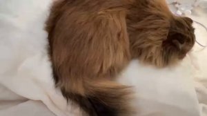 2025年02月23日 おひさしばんわ(Lv347104371) のあ  002