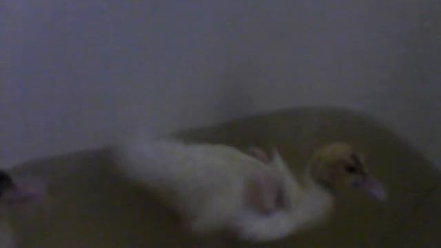 Купание мускусных утят, февраль 2015 год. смотреть онлайн