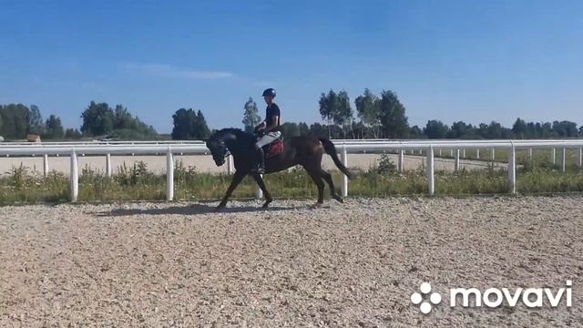 Продаётся кобыла! смотреть онлайн