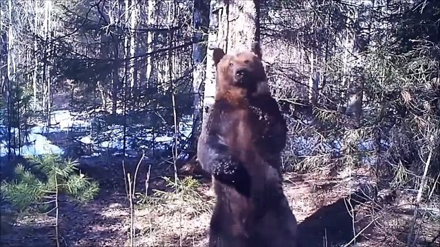 Медведь Ферапонт танцует вокруг дерева в Висимском заповеднике