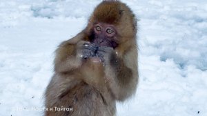 Черномордая обезьяна, понячий тирибилдинг и коровень - рога набекрень! Удивительные животные Тайган