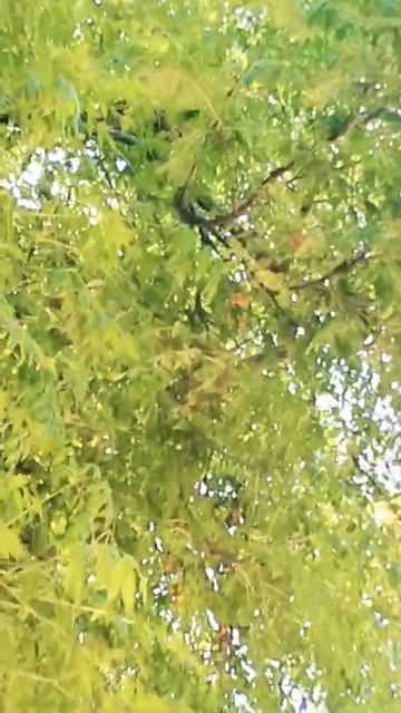 Sound of beautiful Bird 🕊️|#KHAN02 смотреть онлайн