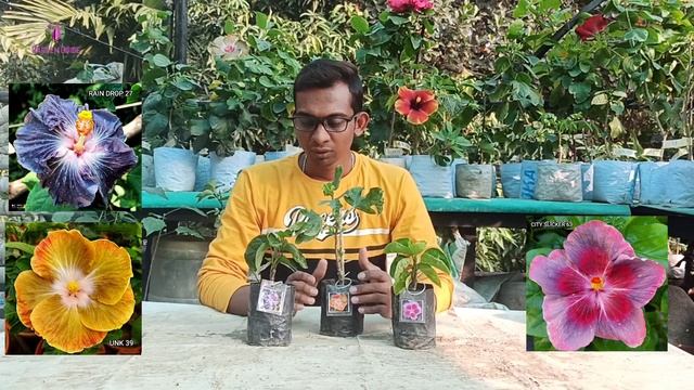 ট্রপিক্যাল হিবিস্কাসের ওপরে 15% ছারে সপ্তাহান্তে অফার চলছে । #tropical #Garden_Guide #hibiscus смотреть онлайн