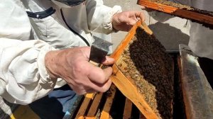 Практическое занятие на курсах пчеловодов в Севастопольском обществе пчеловодов 06.04.2024.