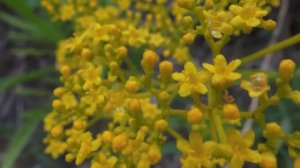 마타리꽃(Golden lace patrinia) _Amor Chiquito