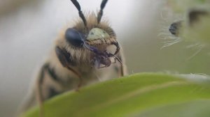 Andrena Mining Bee Cleaning Mouth