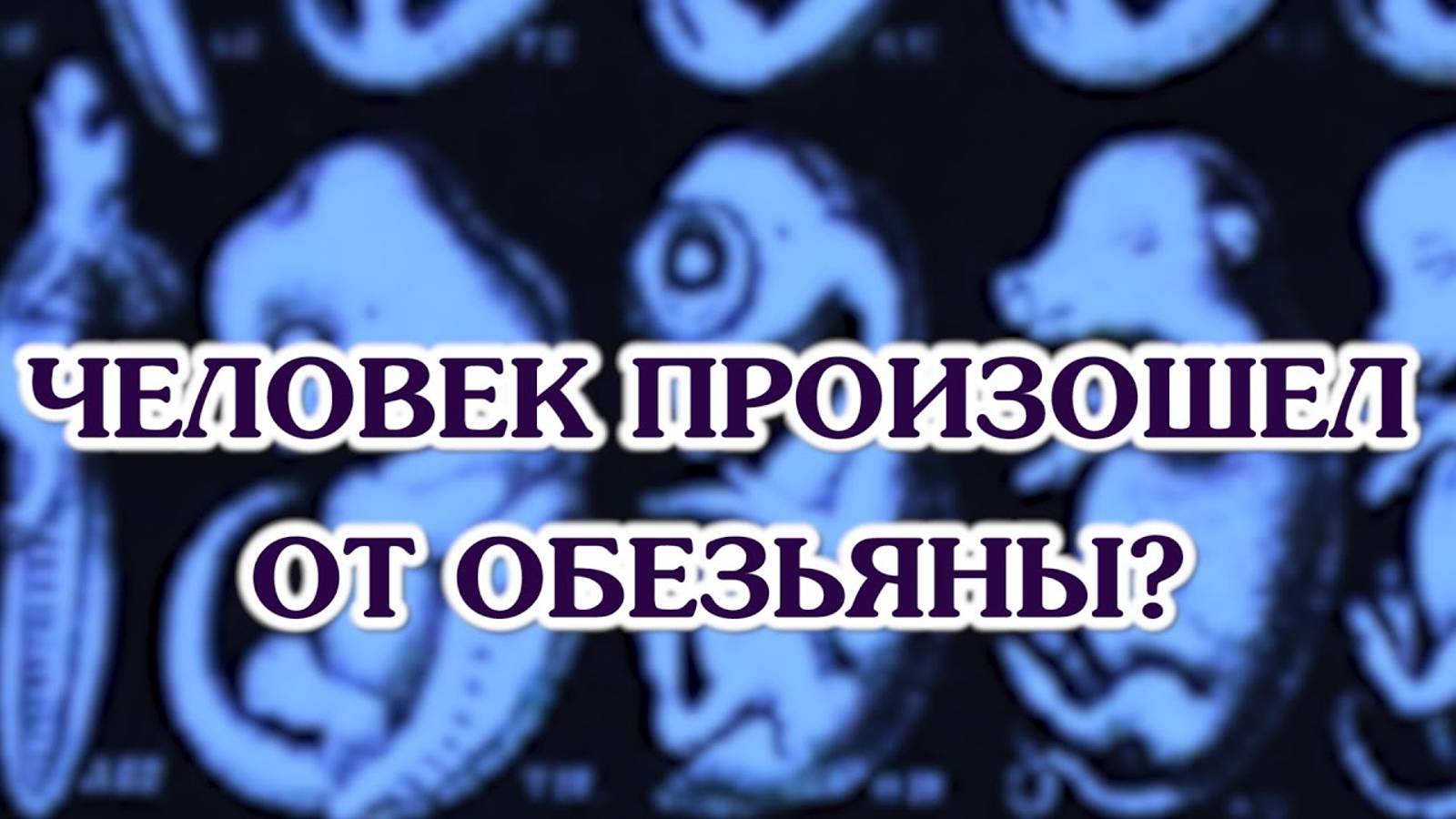 Человек произошёл от обезьяны?