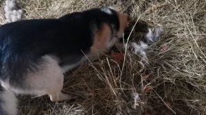 Сею морковь, сажалка для моркови, высадила капусту, достали пугало, в сарае мыши