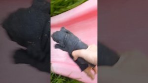 гуляю с сквиши собачками на даче