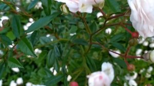 Сапфир 1 серия русская озвучка Турецкий сериал