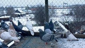 Копия видео Голуби Свердловские высоколетные рябые 2014год Кушва