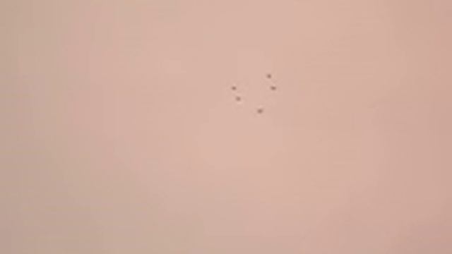 голуби в Данкове 01 07 2017г 001 смотреть онлайн