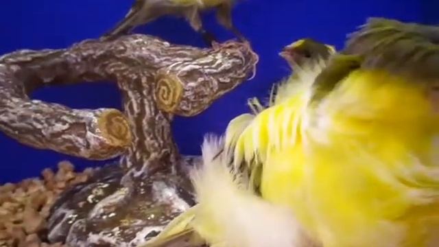 фиорин смотреть онлайн