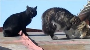 Разборки котов. Крик кота