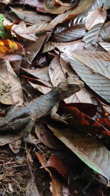 wow Lizard wildlife reptiles beardeddragonlizard animals alligator shorts music song