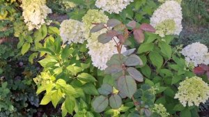 Сроки черенкования метельчатой гортензии  .