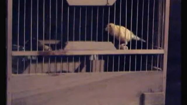 кенар 29 смотреть онлайн