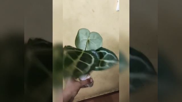Anthurium varieties |Plants |Online Sale |Foliage Anthuriums|Garden |Gardening |Crystallinum|Indoor