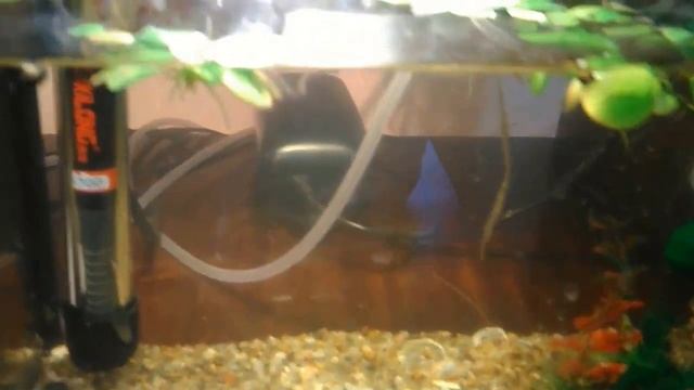 Аквариум, гуппи, мальки гуппи. смотреть онлайн