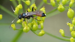 Ichneumon stramentarius ? (Ichneumonidae-Hymenoptera) butine sur Panais