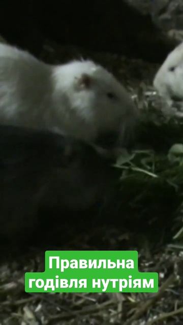 Як правильно годувати нутрії #село #ферма #нутрії смотреть онлайн