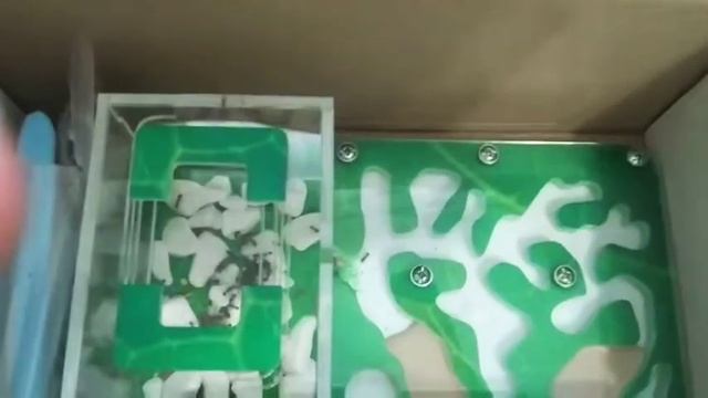 Мои первые муравьи !!!