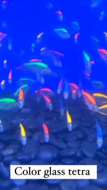 color glass tetra смотреть онлайн