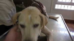 Remove mango worms from dog - Remove mango worms from dog skin Удалите манговых червей с кожи собак