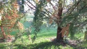 Metasequoia glyptostroboides metasekvoje čínská