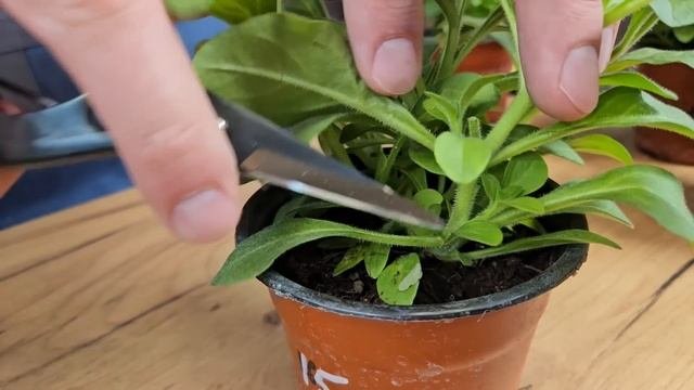 Черенкую петунии: самый простой и экономичный способ. Приживается больше 95% черенков