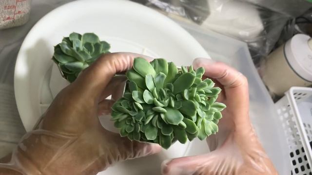 125【多肉植物】我が家の子だくさん多肉８選！初心者・多肉を簡単に増やしたい方必見！ смотреть онлайн