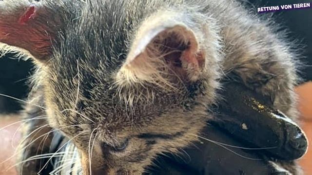 Das Kätzchen schrie aus letzter Kraft! Als der Mann näher kam, wurde er bleich! смотреть онлайн