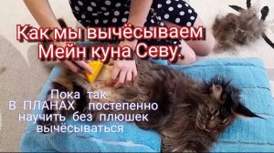 Как мы вычёсываем Мейн куна Севу. ВНИМАНИЕ!  ФОНОВАЯ МУЗЫКА, ГРОМКАЯ. Мейн кун Сева