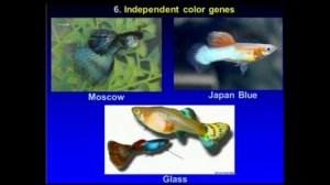 Генетика независимого покровного окраса гуппи