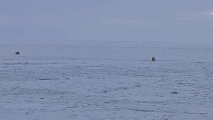 Белые медведи. Медведица защищает от большого медведя, медвеженка. Харасавэй, Портопункт 2023