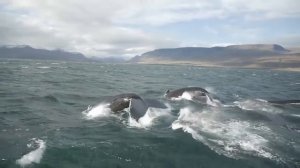 Вилли Токарев • В шумном балагане • Полный Альбом • Willi Tokarev • Full Album