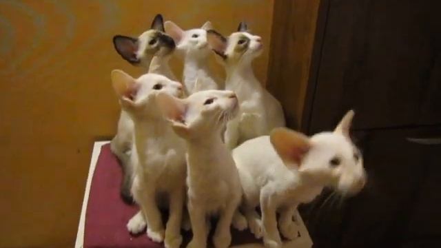 Котята балинезы из питомника Dizigner смотреть онлайн