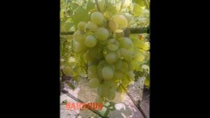 ВИНОГРАД ВАНЮША