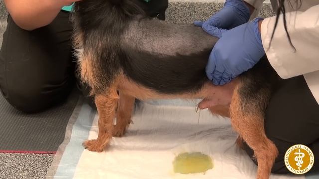 Bladder Expression in a Male Dog смотреть онлайн