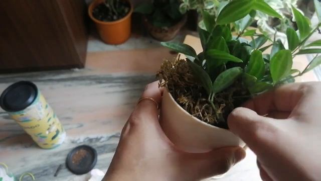 Unboxing plants from ugaoo.../ Ugaoo review