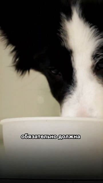 Как кормить питомца в жару: основные правила 🧡🐶 смотреть онлайн
