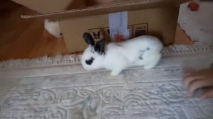 Кролик Бафи играет МАШИНКАМИ в доме