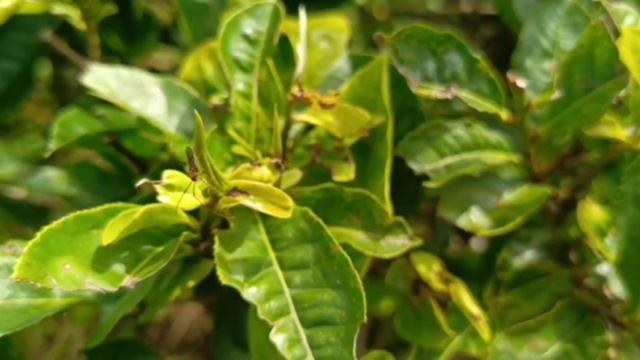 Hama Helopeltis pada tanaman teh смотреть онлайн