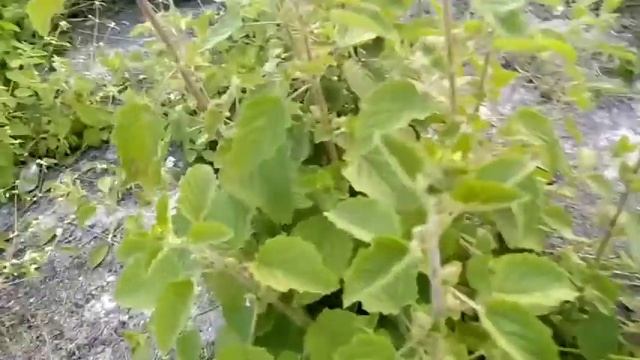 Hyptis suavolens/Herbal plant for Gastroenteritis,Stomach Flu,stomach ache/ Suob kabayo,Mintweed, смотреть онлайн