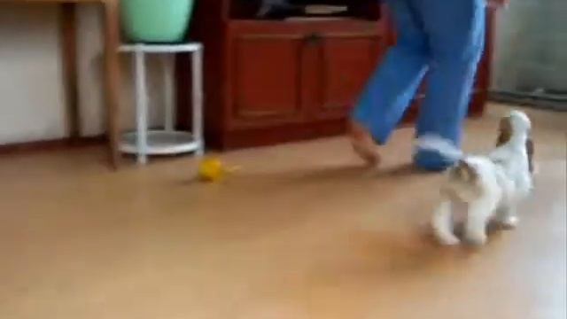 Щенки от СH SAN JO`S WALK THE WALK( УОКЕР)& Int Ch,Ch Rus,RKF,НК.wmv смотреть онлайн